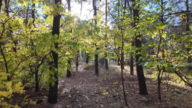 Çok güzel sarı bir sonbahar ağacı. Kamera düşen sonbahar yaprakları üzerinde çok alçaktan uçar. Sonbahar ormanlarında esen bir rüzgar düşen sarı yaprakları havaya kaldırır. 4K yavaş çekim videosu.