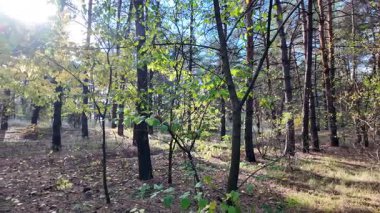 Çok güzel sarı bir sonbahar ağacı. Kamera düşen sonbahar yaprakları üzerinde çok alçaktan uçar. Sonbahar ormanlarında esen bir rüzgar düşen sarı yaprakları havaya kaldırır. 4K yavaş çekim videosu.