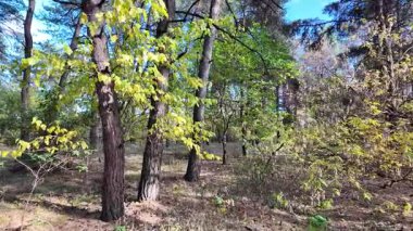 Çok güzel sarı bir sonbahar ağacı. Kamera düşen sonbahar yaprakları üzerinde çok alçaktan uçar. Sonbahar ormanlarında esen bir rüzgar düşen sarı yaprakları havaya kaldırır. 4K yavaş çekim videosu.