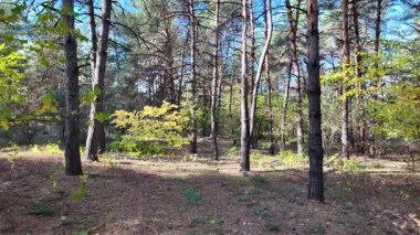 Çok güzel sarı bir sonbahar ağacı. Kamera düşen sonbahar yaprakları üzerinde çok alçaktan uçar. Sonbahar ormanlarında esen bir rüzgar düşen sarı yaprakları havaya kaldırır. 4K yavaş çekim videosu.