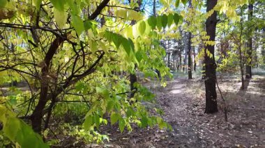 Çok güzel sarı bir sonbahar ağacı. Kamera düşen sonbahar yaprakları üzerinde çok alçaktan uçar. Sonbahar ormanlarında esen bir rüzgar düşen sarı yaprakları havaya kaldırır. 4K yavaş çekim videosu.