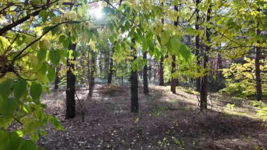 Çok güzel sarı bir sonbahar ağacı. Kamera düşen sonbahar yaprakları üzerinde çok alçaktan uçar. Sonbahar ormanlarında esen bir rüzgar düşen sarı yaprakları havaya kaldırır. 4K yavaş çekim videosu.