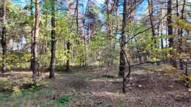 Çok güzel sarı bir sonbahar ağacı. Kamera düşen sonbahar yaprakları üzerinde çok alçaktan uçar. Sonbahar ormanlarında esen bir rüzgar düşen sarı yaprakları havaya kaldırır. 4K yavaş çekim videosu.