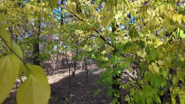 Çok güzel sarı bir sonbahar ağacı. Kamera düşen sonbahar yaprakları üzerinde çok alçaktan uçar. Sonbahar ormanlarında esen bir rüzgar düşen sarı yaprakları havaya kaldırır. 4K yavaş çekim videosu.