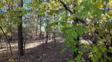 Çok güzel sarı bir sonbahar ağacı. Kamera düşen sonbahar yaprakları üzerinde çok alçaktan uçar. Sonbahar ormanlarında esen bir rüzgar düşen sarı yaprakları havaya kaldırır. 4K yavaş çekim videosu.