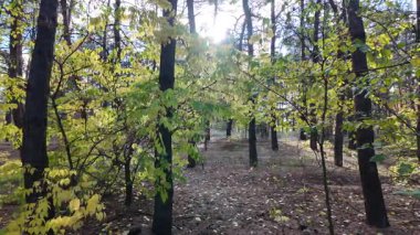 Çok güzel sarı bir sonbahar ağacı. Kamera düşen sonbahar yaprakları üzerinde çok alçaktan uçar. Sonbahar ormanlarında esen bir rüzgar düşen sarı yaprakları havaya kaldırır. 4K yavaş çekim videosu.