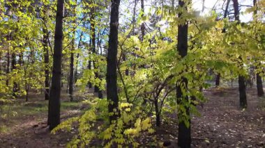 Çok güzel sarı bir sonbahar ağacı. Kamera düşen sonbahar yaprakları üzerinde çok alçaktan uçar. Sonbahar ormanlarında esen bir rüzgar düşen sarı yaprakları havaya kaldırır. 4K yavaş çekim videosu.