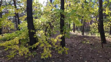 Çok güzel sarı bir sonbahar ağacı. Kamera düşen sonbahar yaprakları üzerinde çok alçaktan uçar. Sonbahar ormanlarında esen bir rüzgar düşen sarı yaprakları havaya kaldırır. 4K yavaş çekim videosu.