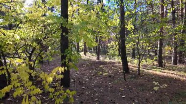 Çok güzel sarı bir sonbahar ağacı. Kamera düşen sonbahar yaprakları üzerinde çok alçaktan uçar. Sonbahar ormanlarında esen bir rüzgar düşen sarı yaprakları havaya kaldırır. 4K yavaş çekim videosu.