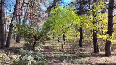 Çok güzel sarı bir sonbahar ağacı. Kamera düşen sonbahar yaprakları üzerinde çok alçaktan uçar. Sonbahar ormanlarında esen bir rüzgar düşen sarı yaprakları havaya kaldırır. 4K yavaş çekim videosu.
