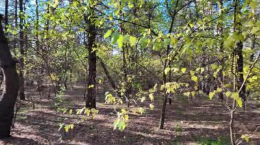 Çok güzel sarı bir sonbahar ağacı. Kamera düşen sonbahar yaprakları üzerinde çok alçaktan uçar. Sonbahar ormanlarında esen bir rüzgar düşen sarı yaprakları havaya kaldırır. 4K yavaş çekim videosu.