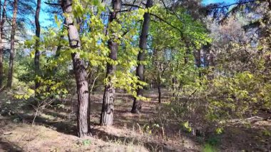 Çok güzel sarı bir sonbahar ağacı. Kamera düşen sonbahar yaprakları üzerinde çok alçaktan uçar. Sonbahar ormanlarında esen bir rüzgar düşen sarı yaprakları havaya kaldırır. 4K yavaş çekim videosu.