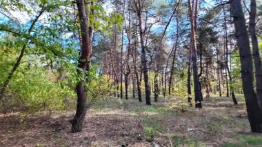 Çok güzel sarı bir sonbahar ağacı. Kamera düşen sonbahar yaprakları üzerinde çok alçaktan uçar. Sonbahar ormanlarında esen bir rüzgar düşen sarı yaprakları havaya kaldırır. 4K yavaş çekim videosu.