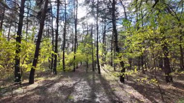 Çok güzel sarı bir sonbahar ağacı. Kamera düşen sonbahar yaprakları üzerinde çok alçaktan uçar. Sonbahar ormanlarında esen bir rüzgar düşen sarı yaprakları havaya kaldırır. 4K yavaş çekim videosu.