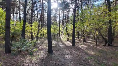 Çok güzel sarı bir sonbahar ağacı. Kamera düşen sonbahar yaprakları üzerinde çok alçaktan uçar. Sonbahar ormanlarında esen bir rüzgar düşen sarı yaprakları havaya kaldırır. 4K yavaş çekim videosu.