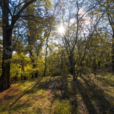 Varsayılan Altın Sonbahar Ağacı canlı mavi gökyüzünün altında bir göl kenarında. Güneş ışığı dalların arasından süzülür, sıcak gölgeler bırakır. Manzaralı yol, sonbahar manzarasında barışçıl keşifleri davet eder..