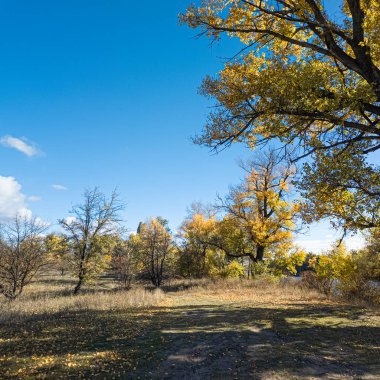 Varsayılan Altın Sonbahar Ağacı canlı mavi gökyüzünün altında bir göl kenarında. Güneş ışığı dalların arasından süzülür, sıcak gölgeler bırakır. Manzaralı yol, sonbahar manzarasında barışçıl keşifleri davet eder..
