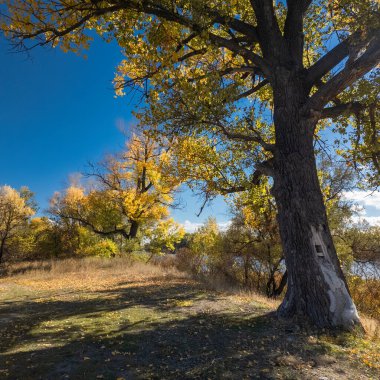 Varsayılan Altın Sonbahar Ağacı canlı mavi gökyüzünün altında bir göl kenarında. Güneş ışığı dalların arasından süzülür, sıcak gölgeler bırakır. Manzaralı yol, sonbahar manzarasında barışçıl keşifleri davet eder..