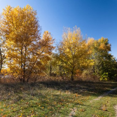 Varsayılan Altın Sonbahar Ağacı canlı mavi gökyüzünün altında bir göl kenarında. Güneş ışığı dalların arasından süzülür, sıcak gölgeler bırakır. Manzaralı yol, sonbahar manzarasında barışçıl keşifleri davet eder..