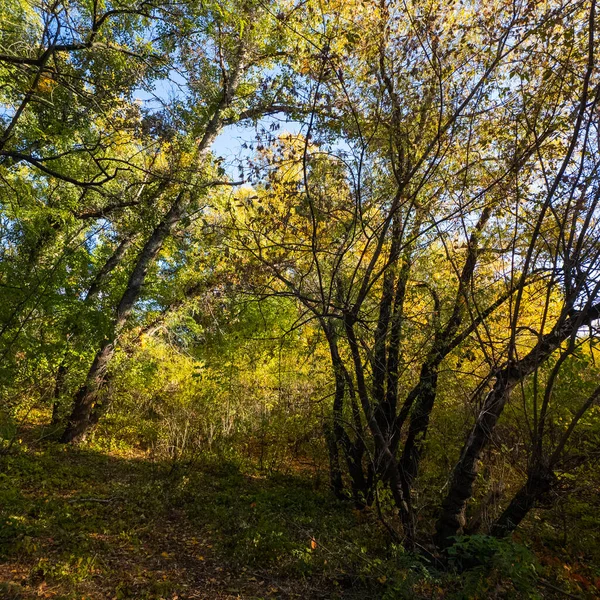 Varsayılan Altın Sonbahar Ağacı canlı mavi gökyüzünün altında bir göl kenarında. Güneş ışığı dalların arasından süzülür, sıcak gölgeler bırakır. Manzaralı yol, sonbahar manzarasında barışçıl keşifleri davet eder..