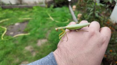 Bir insanın elinde büyük yeşil peygamber devesi. 4K yavaş çekim videosu. Bir insanın elindeki peygamber devesi görüntüsü etrafa bakınırken.