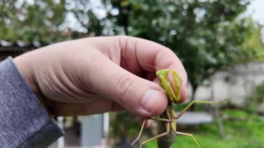 Bir insanın elinde büyük yeşil peygamber devesi. 4K yavaş çekim videosu. Bir insanın elindeki peygamber devesi görüntüsü etrafa bakınırken.