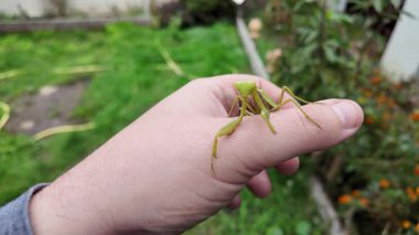 Bir insanın elinde büyük yeşil peygamber devesi. 4K yavaş çekim videosu. Bir insanın elindeki peygamber devesi görüntüsü etrafa bakınırken.
