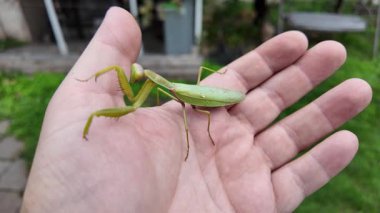 Bir insanın elinde büyük yeşil peygamber devesi. 4K yavaş çekim videosu. Bir insanın elindeki peygamber devesi görüntüsü etrafa bakınırken.
