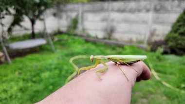Bir insanın elinde büyük yeşil peygamber devesi. 4K yavaş çekim videosu. Bir insanın elindeki peygamber devesi görüntüsü etrafa bakınırken.