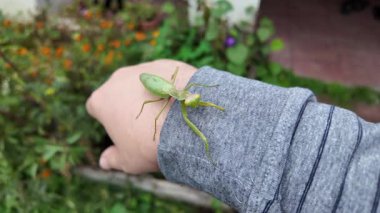 Bir insanın elinde büyük yeşil peygamber devesi. 4K yavaş çekim videosu. Bir insanın elindeki peygamber devesi görüntüsü etrafa bakınırken.
