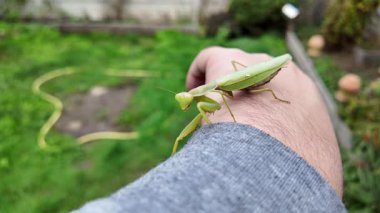 Bir insanın elinde büyük yeşil peygamber devesi. 4K yavaş çekim videosu. Bir insanın elindeki peygamber devesi görüntüsü etrafa bakınırken.