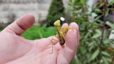 Bir insanın elinde büyük yeşil peygamber devesi. 4K yavaş çekim videosu. Bir insanın elindeki peygamber devesi görüntüsü etrafa bakınırken.