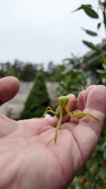 Bir insanın elinde büyük yeşil peygamber devesi. 4K yavaş çekim videosu. Bir insanın elindeki peygamber devesi görüntüsü etrafa bakınırken.
