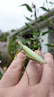 Bir insanın elinde büyük yeşil peygamber devesi. 4K yavaş çekim videosu. Bir insanın elindeki peygamber devesi görüntüsü etrafa bakınırken.