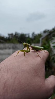 Bir insanın elinde büyük yeşil peygamber devesi. 4K yavaş çekim videosu. Bir insanın elindeki peygamber devesi görüntüsü etrafa bakınırken.