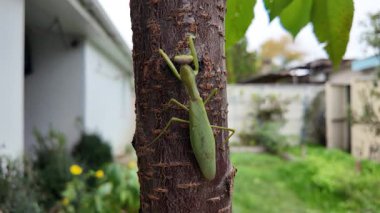 Bir insanın elinde büyük yeşil peygamber devesi. 4K yavaş çekim videosu. Bir insanın elindeki peygamber devesi görüntüsü etrafa bakınırken.