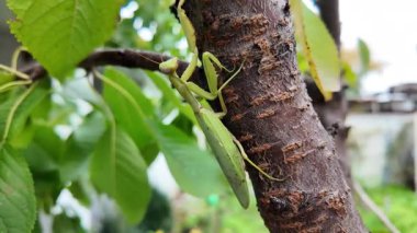 Bir insanın elinde büyük yeşil peygamber devesi. 4K yavaş çekim videosu. Bir insanın elindeki peygamber devesi görüntüsü etrafa bakınırken.