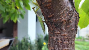 Bir insanın elinde büyük yeşil peygamber devesi. 4K yavaş çekim videosu. Bir insanın elindeki peygamber devesi görüntüsü etrafa bakınırken.