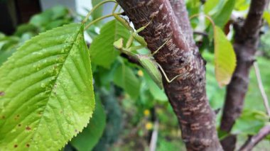 Bir insanın elinde büyük yeşil peygamber devesi. 4K yavaş çekim videosu. Bir insanın elindeki peygamber devesi görüntüsü etrafa bakınırken.