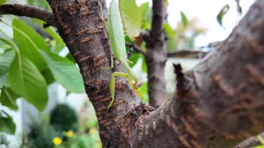 Bir insanın elinde büyük yeşil peygamber devesi. 4K yavaş çekim videosu. Bir insanın elindeki peygamber devesi görüntüsü etrafa bakınırken.