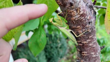 Bir insanın elinde büyük yeşil peygamber devesi. 4K yavaş çekim videosu. Bir insanın elindeki peygamber devesi görüntüsü etrafa bakınırken.