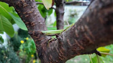 Bir insanın elinde büyük yeşil peygamber devesi. 4K yavaş çekim videosu. Bir insanın elindeki peygamber devesi görüntüsü etrafa bakınırken.