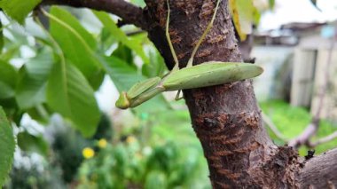 Bir insanın elinde büyük yeşil peygamber devesi. 4K yavaş çekim videosu. Bir insanın elindeki peygamber devesi görüntüsü etrafa bakınırken.