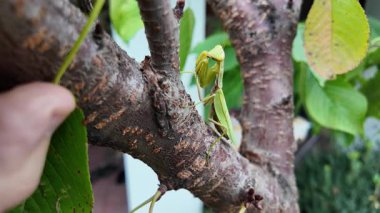 Bir insanın elinde büyük yeşil peygamber devesi. 4K yavaş çekim videosu. Bir insanın elindeki peygamber devesi görüntüsü etrafa bakınırken.
