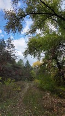 Orman yolu. Doğa. Manzara. Orman. Uzun ağaçlar. Birinci şahıs yürüyüşü. 4K dikey video, 24 fps.