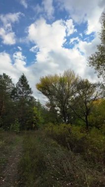 Orman yolu. Doğa. Manzara. Orman. Uzun ağaçlar. Birinci şahıs yürüyüşü. 4K dikey video, 24 fps.