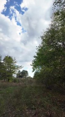 Orman yolu. Doğa. Manzara. Orman. Uzun ağaçlar. Birinci şahıs yürüyüşü. 4K dikey video, 24 fps.