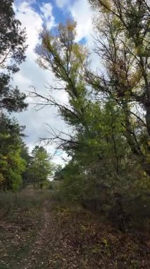 Orman yolu. Doğa. Manzara. Orman. Uzun ağaçlar. Birinci şahıs yürüyüşü. 4K dikey video, 24 fps.