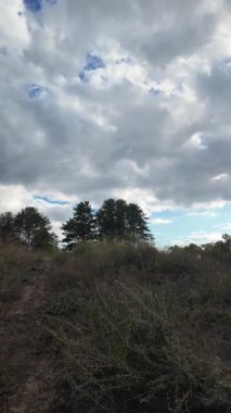 Orman yolu. Doğa. Manzara. Orman. Uzun ağaçlar. Birinci şahıs yürüyüşü. 4K dikey video, 24 fps.