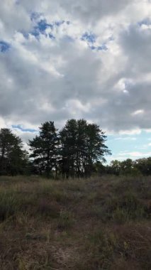 Orman yolu. Doğa. Manzara. Orman. Uzun ağaçlar. Birinci şahıs yürüyüşü. 4K dikey video, 24 fps.